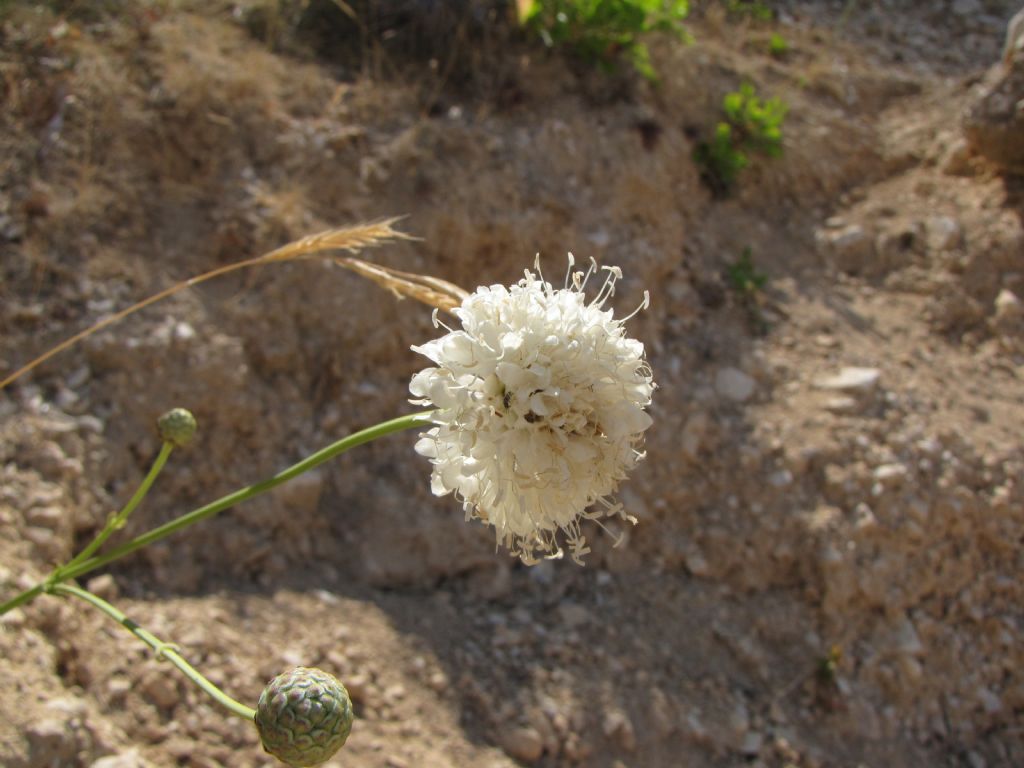 Cephalaria mediterranea / Vedovina mediterranea